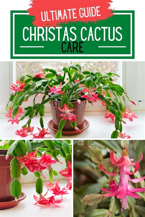 How To Care For A Christmas Cactus Houseplant Keep Your Plants Alive