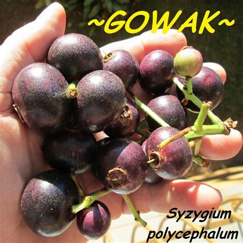 Polynesian Produce Stand Baligang Syzygium Polycephalum Gowok Rare