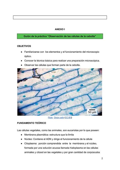 Plantilla Del Informe De La Practica Observacion De Las Celulas De La