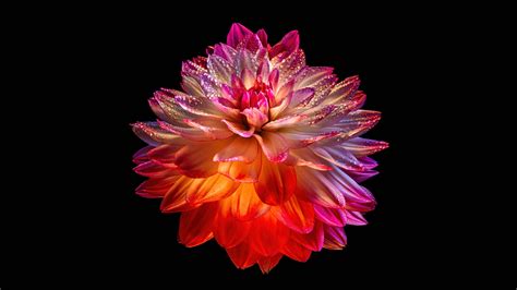 Dahlia flower Wallpaper 4K, Colorful flower, Black background