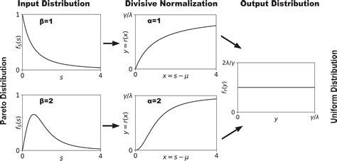 Divisive Normalization Is An Efficient Code For Multivariate Pareto