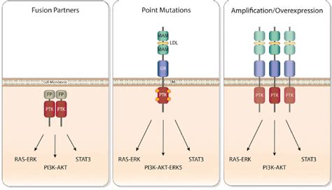 Oncogenic Anaplastic Lymphoma Kinase Alk Signaling Schematic