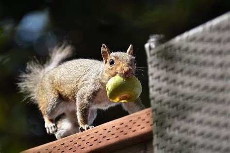 Squirrel Caught In The Act Susan Leclair Flickr