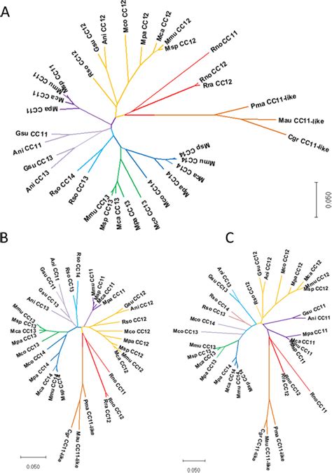 Phylogeny Of The Ceacam11 14 Genes In Rodents Nucleotide Sequences Of