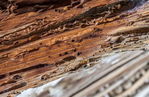 Protecting Your Home A Guide To Wood Destroying Insects In Montgomery