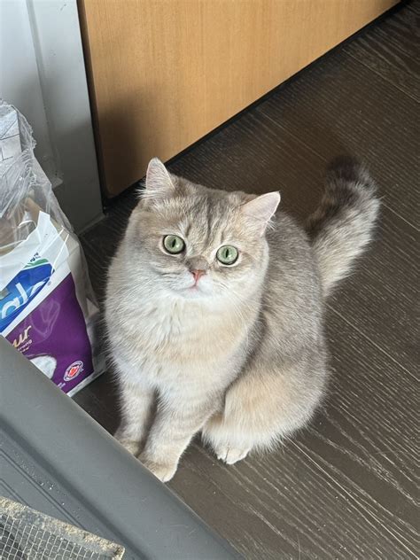 Alaise - Blue Golden Shaded British Shorthair - BearMary Cattery