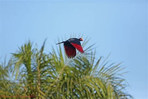 Violet Turaco photo WP42822