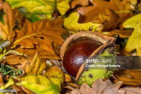 398 Conker Tree Autumn Stock Photos, High-Res Pictures, and Images ...