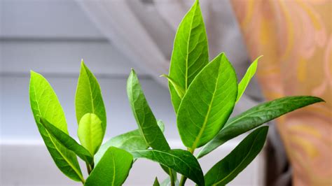 Solução natural contra baratas Plantas que ajudam a proteger sua casa