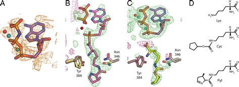 Structure Of Pyrrolysyl Trna Synthetase An Archaeal Enzyme For Genetic