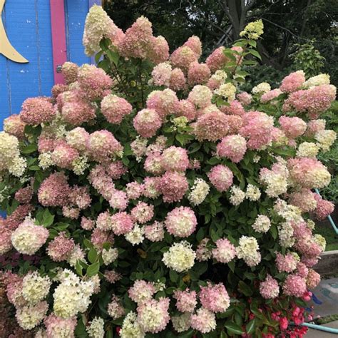 Гортензия метельчатая Строберри Блоссом (hydrangea paniculata ...