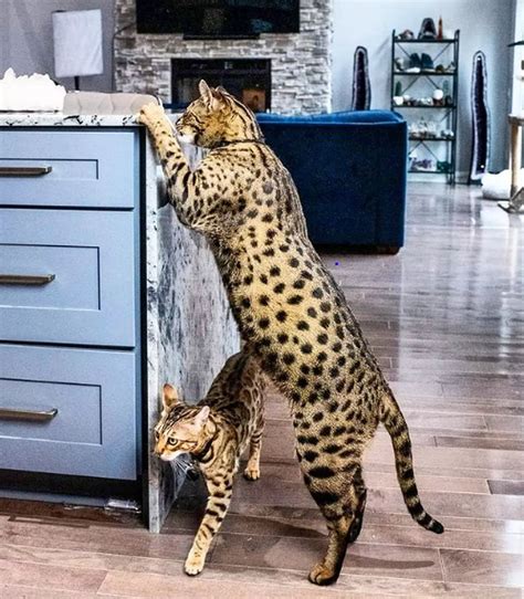 The Tallest Cat In The World Ever