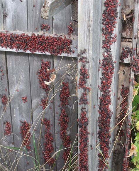 How to Remove Box Elder Bugs