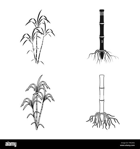 Sugarcane Plant Diagram