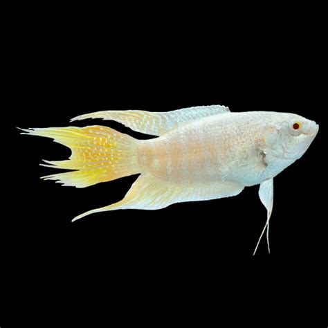 Albino Paradise Fish Macropodus Opercularis Cm Sims Tropical Fish