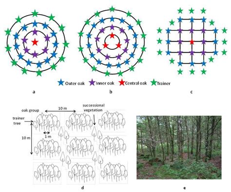 Forests Free Full Text Tree Species Richness And Stand Productivity