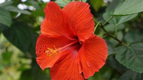 Cara Menumbuhkan Dan Merawat Tanaman Hias Hibiscus Alias Bunga Kembang