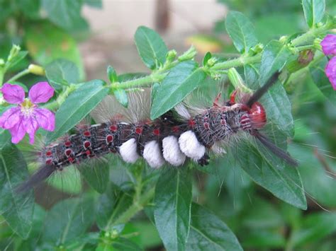 Brown Tussock Moth Project Noah