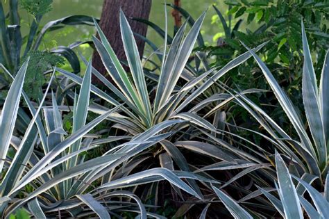 Yucca D Ext Rieur Choix Plantation Entretien En Pot Ou Au Jardin