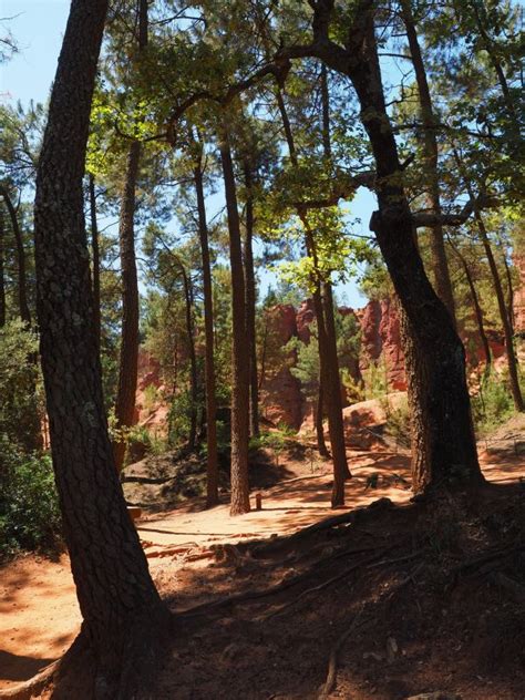 Free Images Tree Sand Rock Wilderness France Orange Jungle