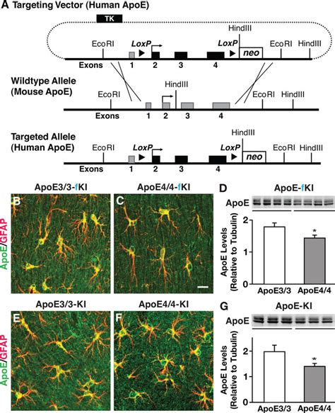 Generation And Characterization Of Floxed Human Apoe Knock In Mice A Download Scientific