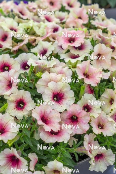 Petunia Crazytunia Rose Gold