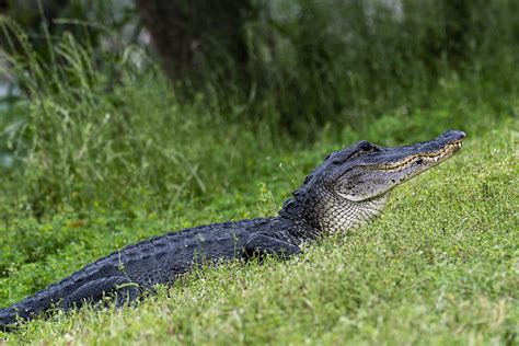 Gator Moving From One Lake To Another FM Forums