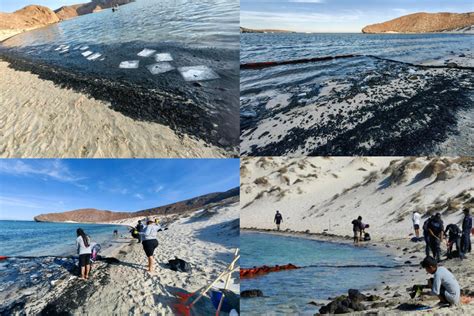 Desastre Ambiental En Playa Balandra Tras Derrame De Combustible