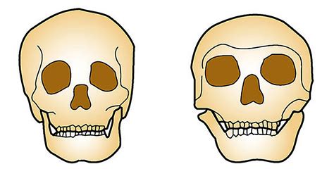 Differences Between Neanderthals And Humans