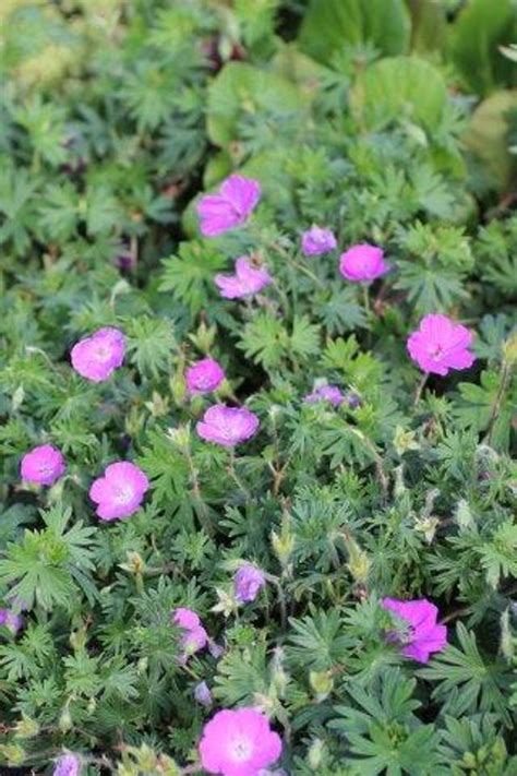 Geranium sanguineum - Devil Mountain Wholesale Nursery