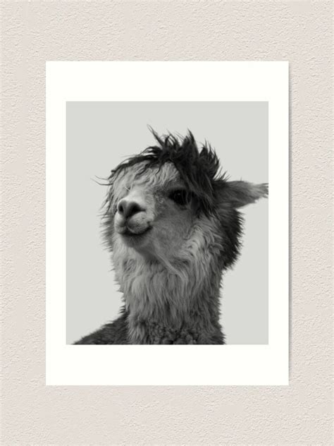 Black And White Alpaca Funny Llama Alpaca Lover Art Print For