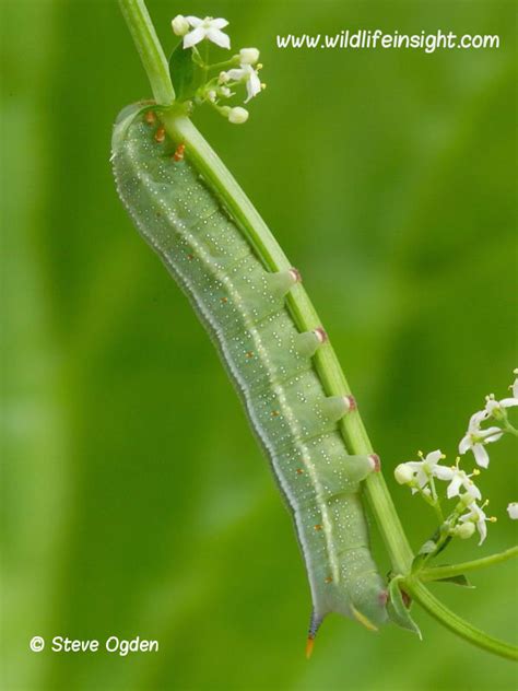 Hummingbird Moth Larvae