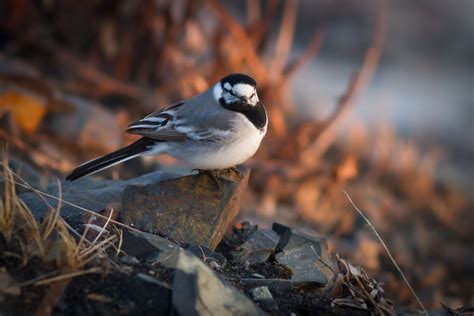 White Wagtail | Audubon Field Guide