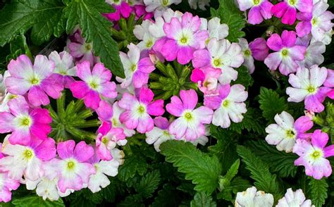 Werbena Vanessa Bicolor Rose Zwisaj Ca Sadzonka W Doniczce Verbena