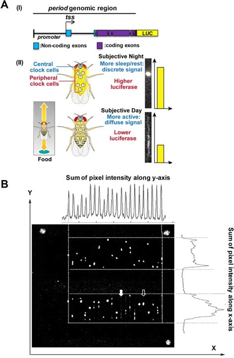 Flyglow Single Fly Observations Of Simultaneous Molecular And