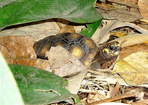 Tortuga Morrocoy Patas Rojas alimentación cuidados características