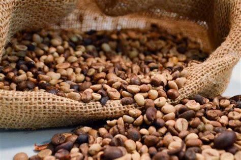 Qual O Preço Do Café Conilon Em Cacoal Rondônia Hoje - Robusta Amazônico: Café conilon segue desvalorizado no município de ...