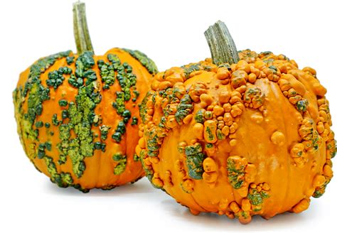 Knucklehead Pumpkins Information And Facts