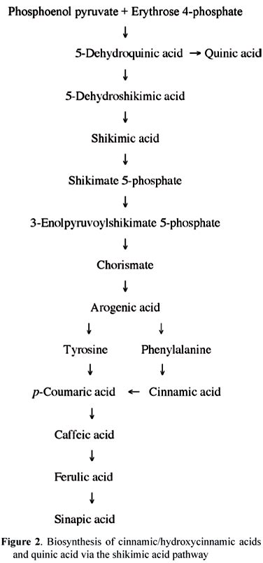 SciELO Brasil Phenolic Compounds In Coffee Phenolic Compounds In Coffee