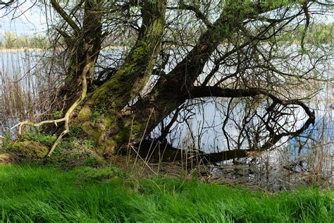 Bildet Tre Natur Skog Villmark Gren Anlegg Blomst Gammel Elv