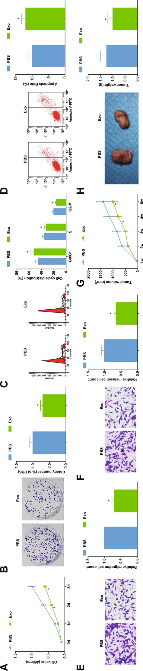 HUC MSCs Derived Exosomes Restrict NPC Cell Growth In Vivo And In