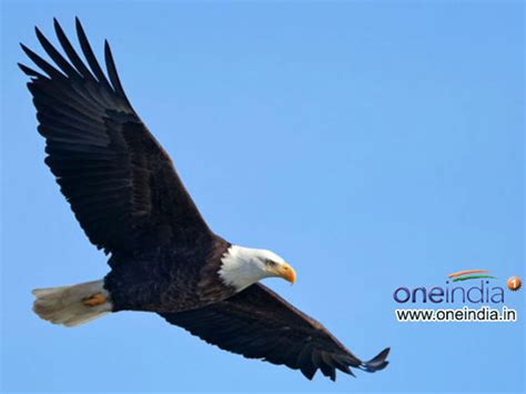 Bihar Opens Centre To Protect Endangered Garuda Oneindia News