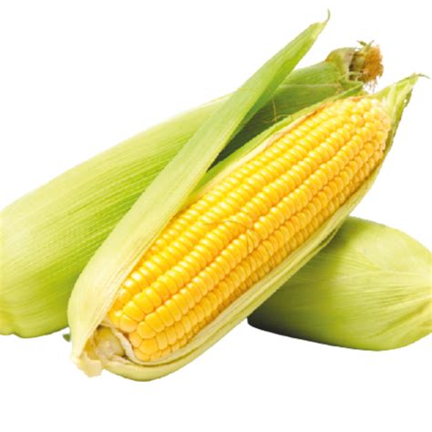 Corn Agrimax Seeds