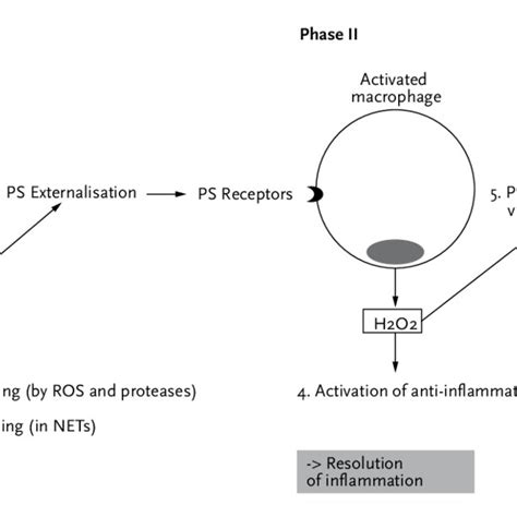 Phagocyte Nadph Oxidase Functions In Host Defence And Inflammation