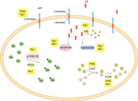 Panax Notoginseng Saponins Pns And Alzheimer S Disease Ad Amyloid