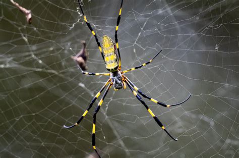 Giant Flying Joro Spider Multiplying Across The East Coast And Florida