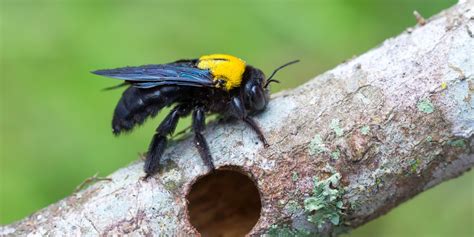 Do Carpenter Bees Make Honey GFL Outdoors