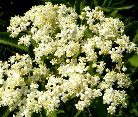 Butterfly Weed Orange Asclepias Tuberosa Seeds