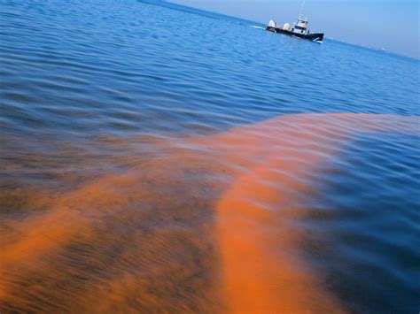 Whats Happening In Tampa With Red Tide American Oceans