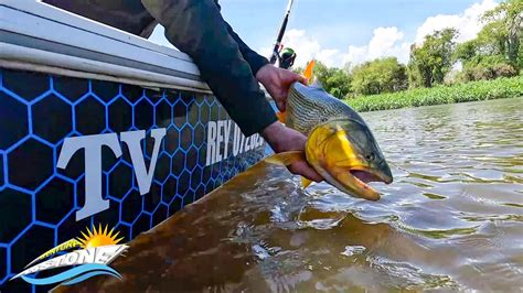 HERMOSA PESCA DE DORADO SURUBÍ HASTA RAYAS DE NOCHE OBTUVIMOS EN UNA